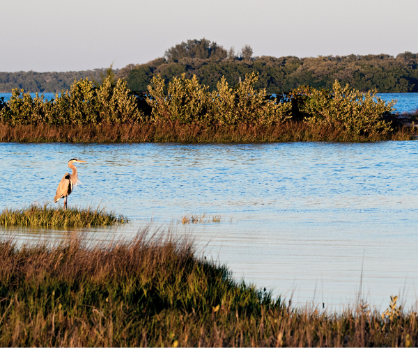 Blue Heron stands on small island at Fort De Soto Park