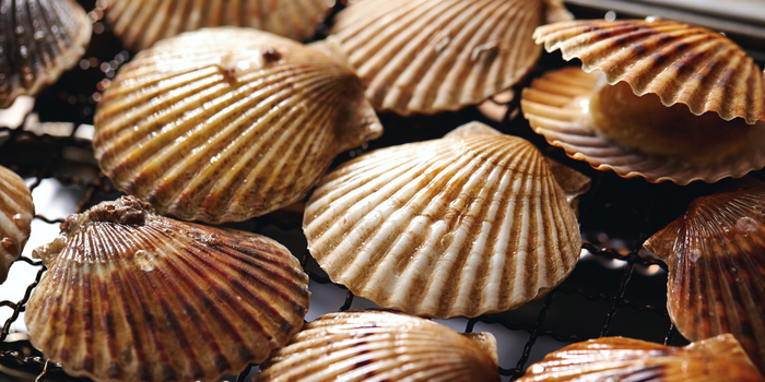 Close up of scallops in shell