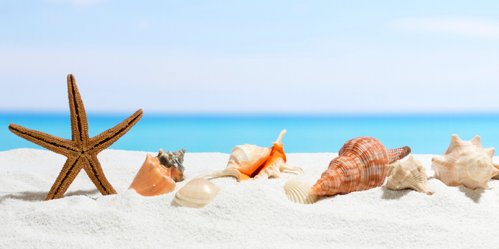 view of sea shells on sunny beach